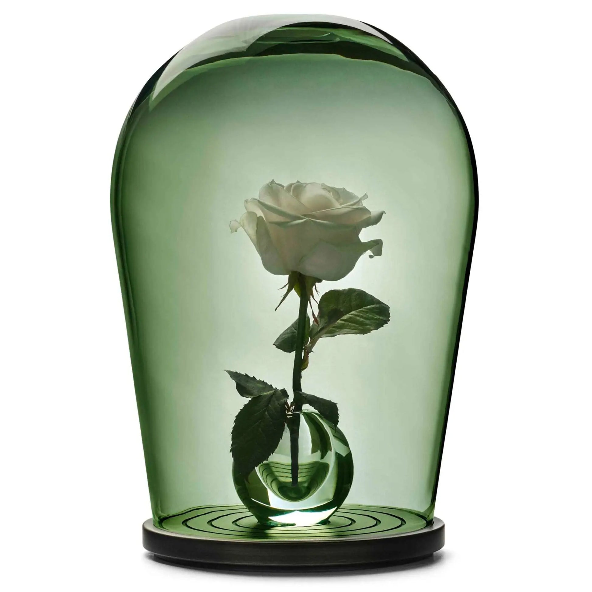 Maximilian Jencquel - Bell Jar - JANGEORGe Interiors & Furniture