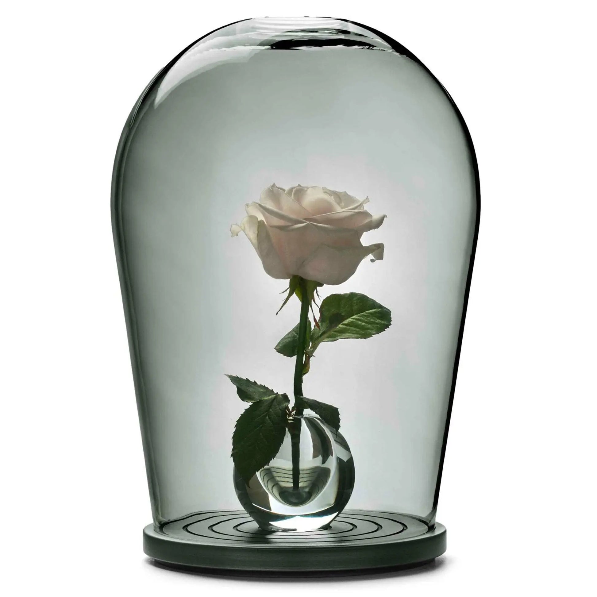 Maximilian Jencquel - Bell Jar - JANGEORGe Interiors & Furniture